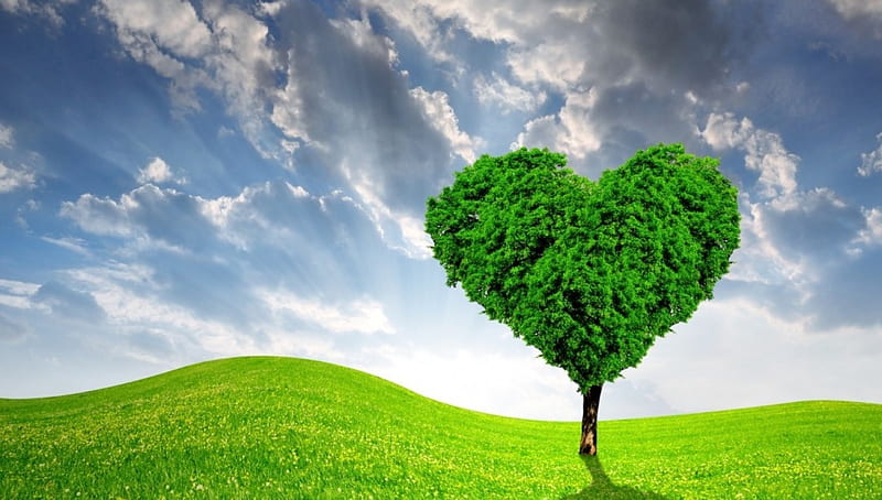 Green Heart Tree, tree, green, heart, nature, meadow, HD wallpaper