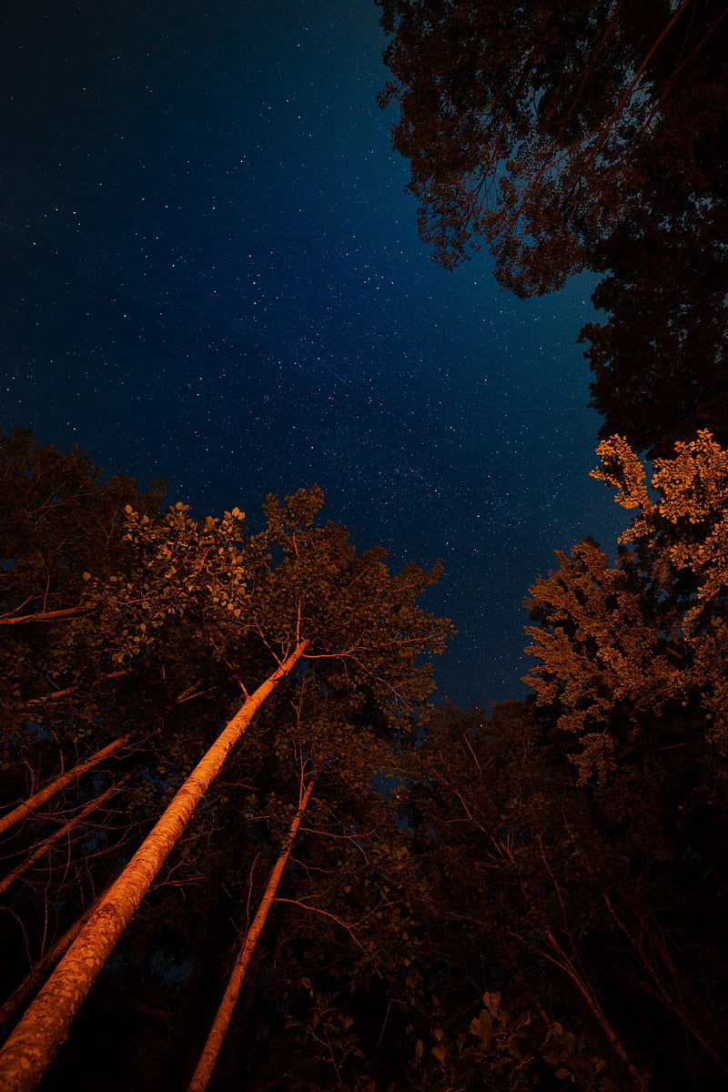 night, trees, starry sky, dark, crowns, HD phone wallpaper