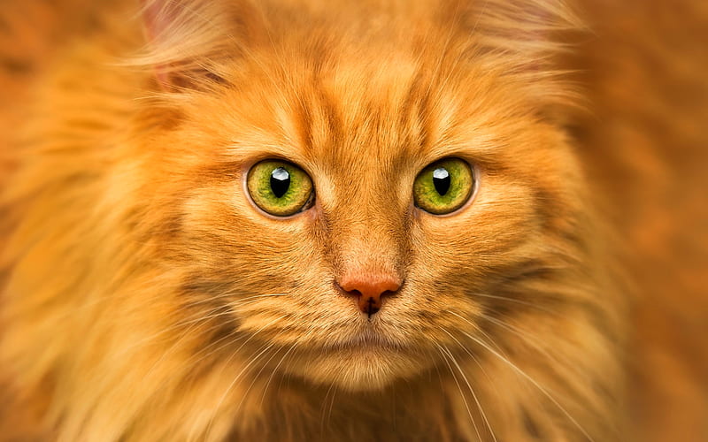 Maine Coon, ginger cat, green eyes, fluffy cat, cute animals, ginger Maine Coon, pets, cats, domestic cats, Maine Coon Cat, HD wallpaper