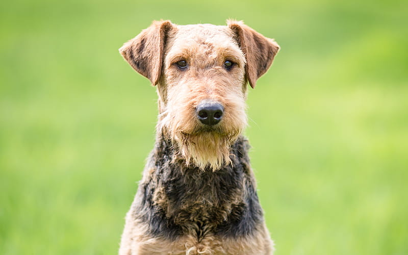 Airedale Terrier pets, cute animals, dogs, Airedale Terrier Dog, HD wallpaper