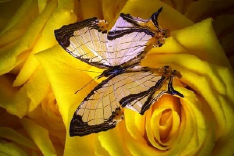 ✿⊱•╮Close-Up╭•⊰✿, lovely still life, love four seasons, yellow, roses, softness, all roses, butterfly, flowers, nature, butterfly designs, HD wallpaper