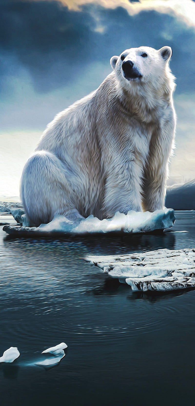 Orso Polare, bear, icio, polar, HD phone wallpaper