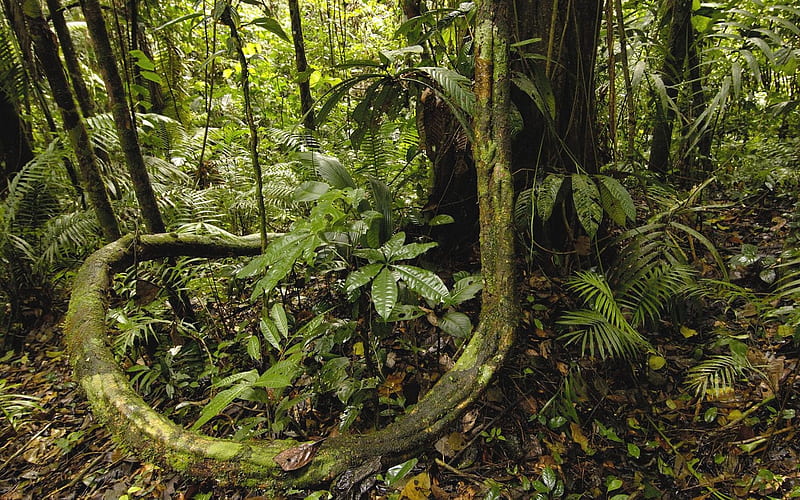 Ecuador- Yasuni National Park Amazon Rainforest, HD wallpaper