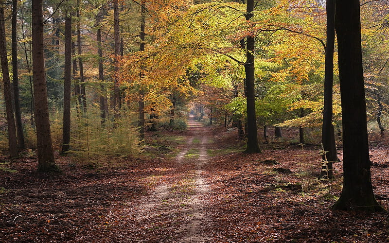 Forest Path in Holland, path, forest, autumn, Netherlands, HD wallpaper