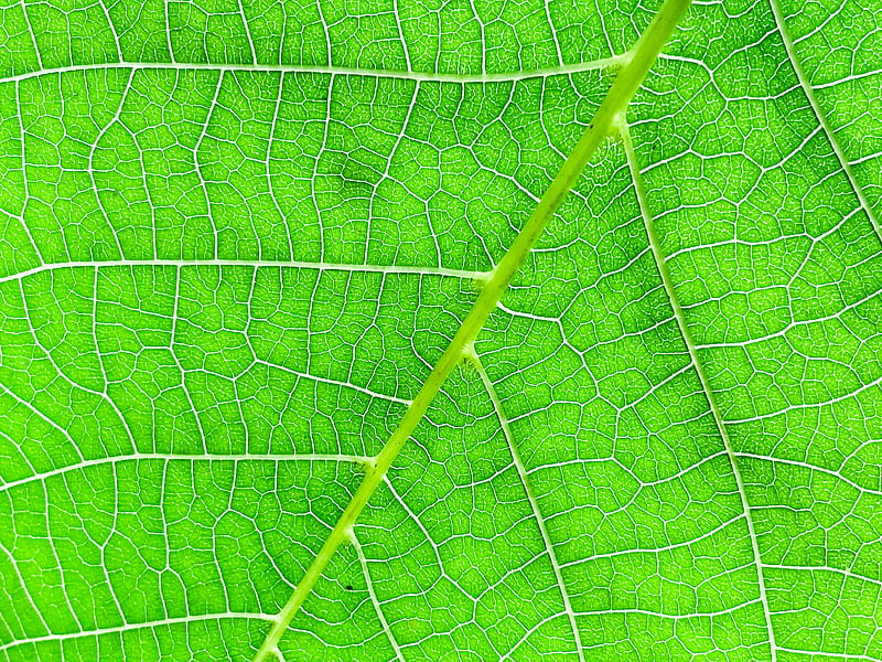 veins, macro, leaf, green, HD wallpaper