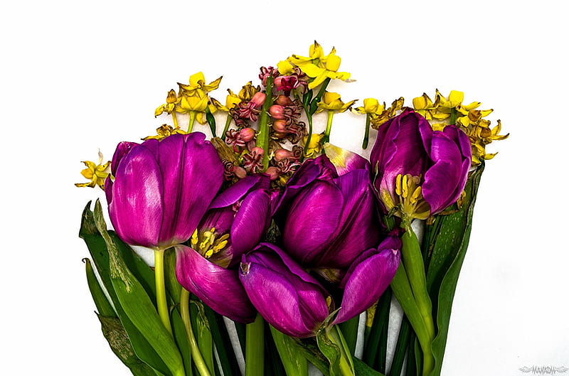 Tulips, Purple, Flowers, Bouquet, HD wallpaper | Peakpx