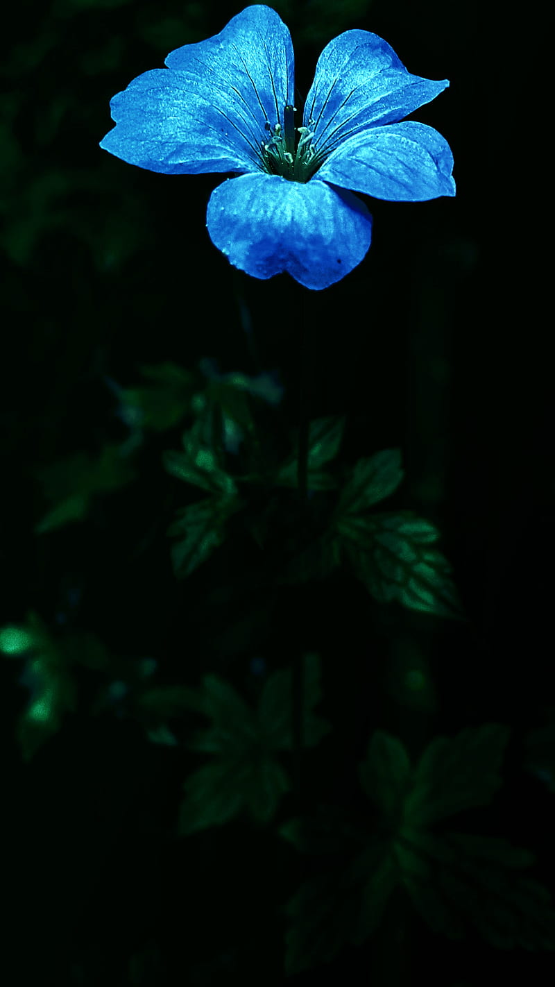 Flower in The Forest, american, anime, apple, arm, ask, away, baby, big, black, broke, can, candy, carbonate, cat, circuits, cosmetic, day, did, diss, dog, elephant, entertain, family, food, frozen, funny, go, happy birtay, htc, huawei, ipad, iphone, lenovo, let, lg, little, lousy, love, man, mea, HD phone wallpaper