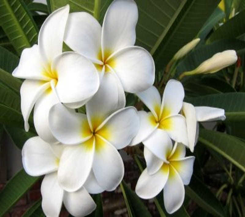 Plumeria, flowers, nature, HD wallpaper | Peakpx