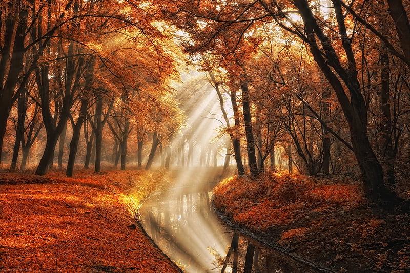 Autumn Stream, Fall, forest, stream, trees, leaves, water, rays, sun ...