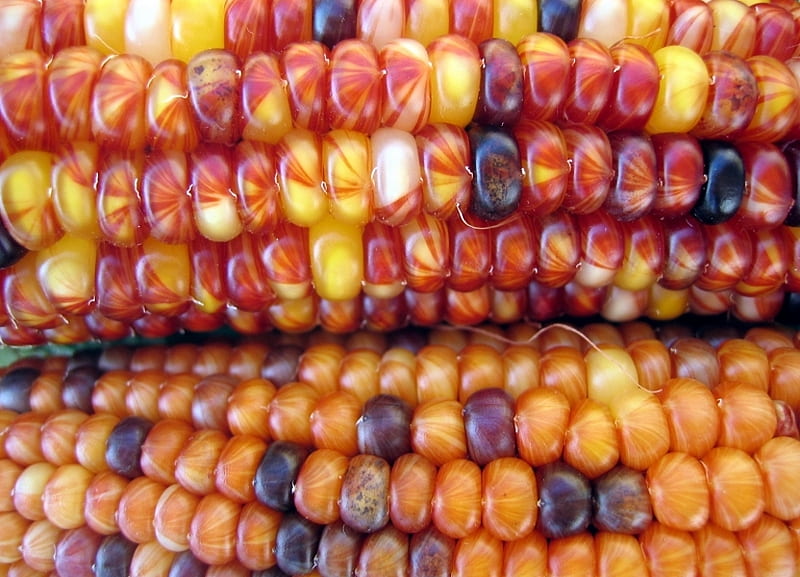 Corn, fall, yellow, red, HD wallpaper
