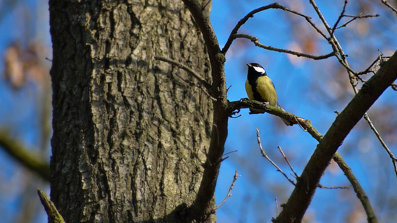 Gouldian Finch Is Sitting On Tree Branch Birds, HD wallpaper