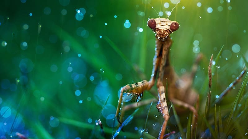 Insects, Insect, Animal, Circle, Praying Mantis, HD wallpaper