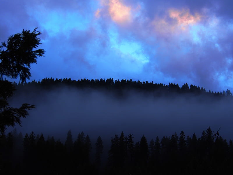 forest, fog, clouds, dusk, nature, HD wallpaper