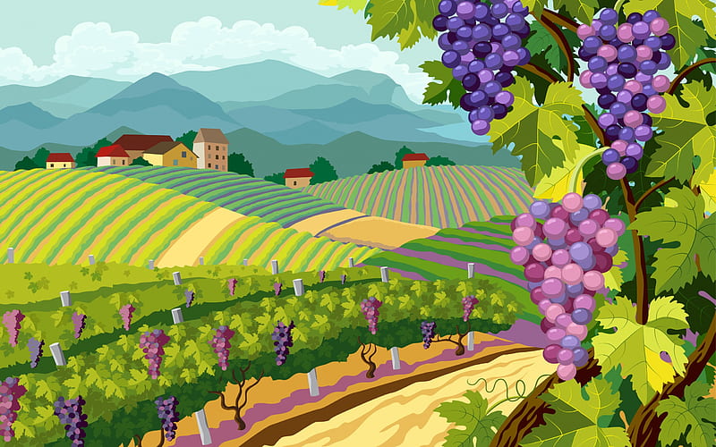 Vineyard, grapes, autumn, struguri, green, toamna, pink, vineuars, HD wallpaper