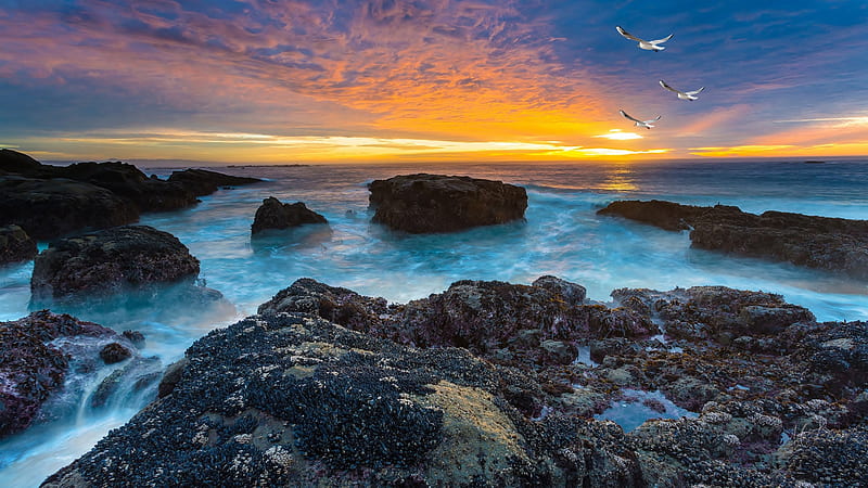 Gulls at Sunset, rocks, ocean, birds, sunset, sea gulls, waves, sky, sea, beach, sunrise, Firefox Persona theme, HD wallpaper