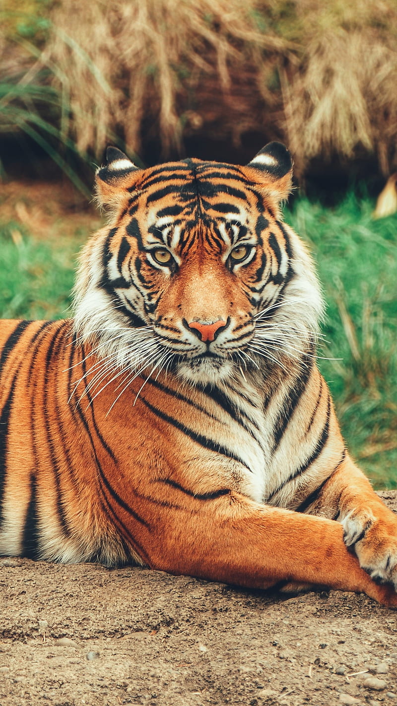 Tiger animal, big cat predator, wild, HD phone wallpaper