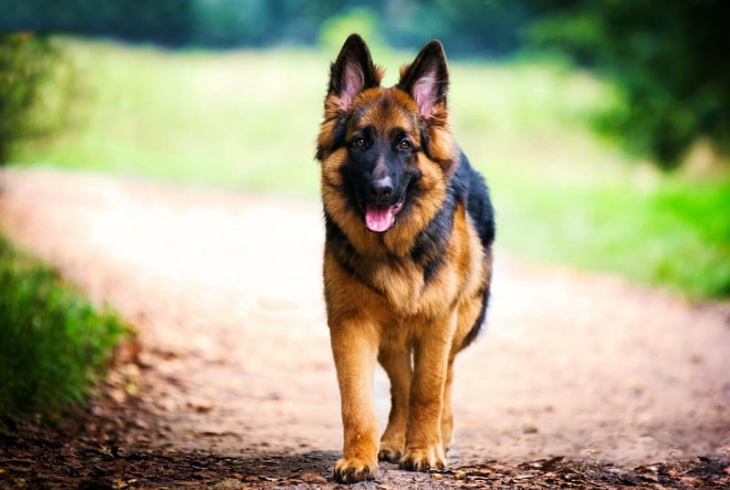 German Shepherd, German, walk, Shepherd, dog, HD wallpaper