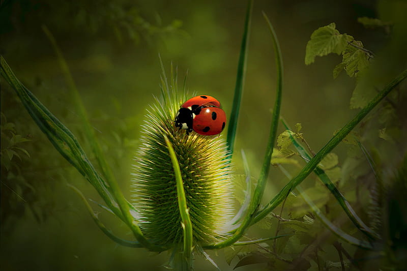 Animal, Ladybug, Insect, Macro, HD wallpaper