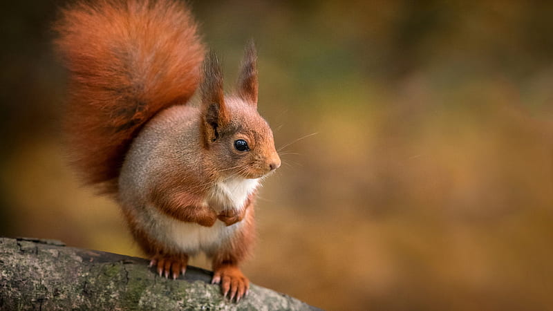 Red Squirrel With Shallow Background Squirrel, HD wallpaper