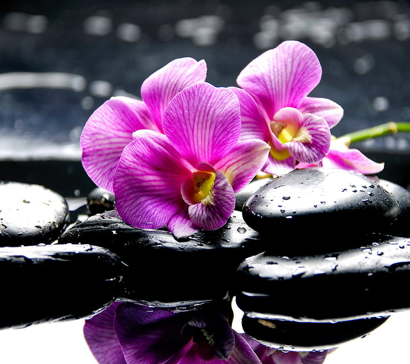Spa Orchids, black, drops, pink, stones, HD wallpaper