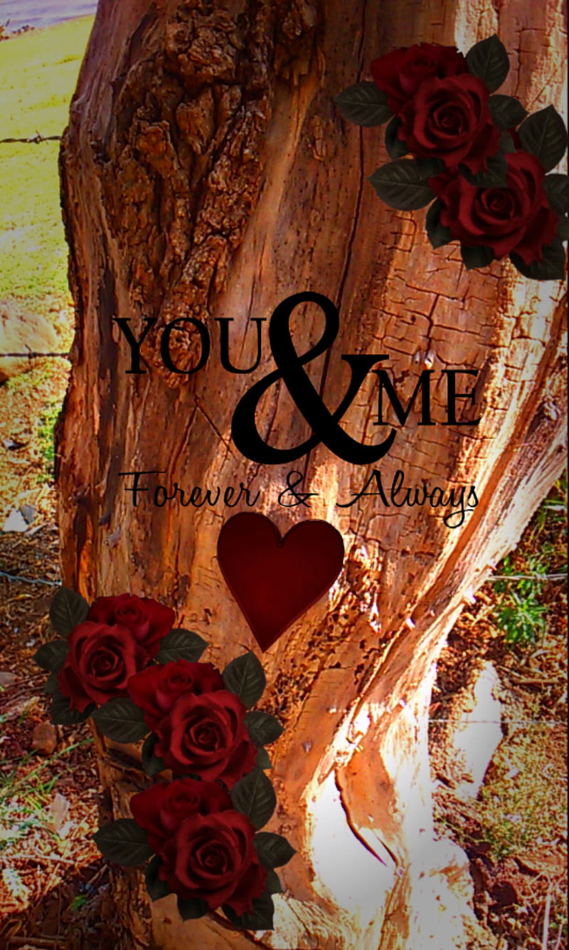 YOU AND ME, heart, love, quotes, red, roses, tree, HD phone wallpaper