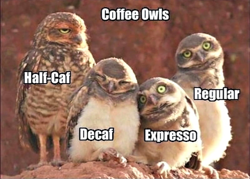 Coffee Owls, Brown, Coffee, Owls, Animals, Eyes, Birds, HD wallpaper