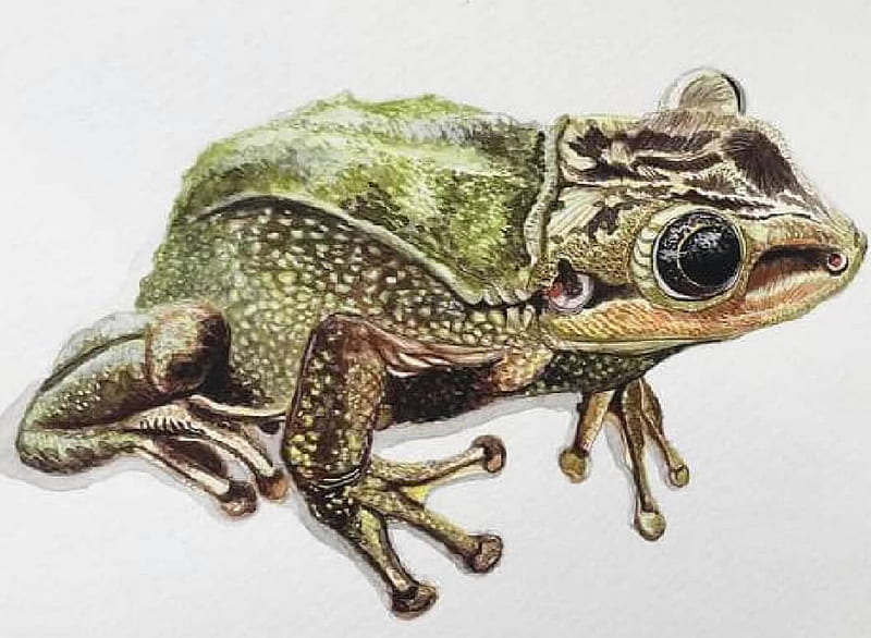Frog, Freshwater animals, Animasl, Zoology, HD wallpaper