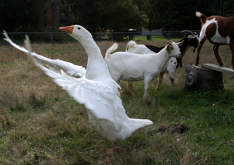Gussy and the goats, white, goats, embden Gander, Goose, HD wallpaper