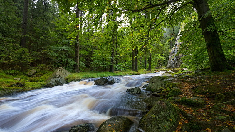 Forest Stream in Saxony, Germany, trees, river, leaves, rocks, stones, HD wallpaper