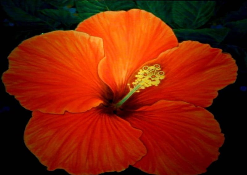 Red Orange Hibiscus, art, tropical, orange red flower, hibiscus, HD