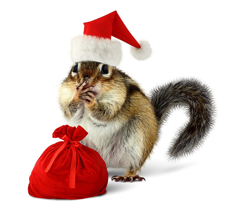 Merry Christmas!, red, chipmunk, squirrel, craciun, christmas, bag, hat, cute, santa, funny, white, HD wallpaper