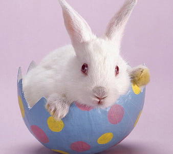 101300 Easter Bunny Stock Photos Pictures  RoyaltyFree Images  iStock