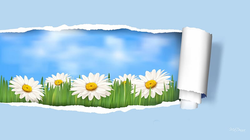 Opening Daisy Field, grass, spring, abstract, sky, clouds, daisies, summer, chamomile, torn, paper, HD wallpaper