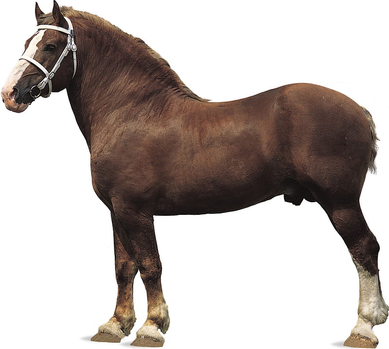 Belgian Horse, belgium, draft horse, draft, belgian, dray, animals, horses, carthorse, HD wallpaper