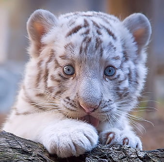 baby white lion with blue eyes