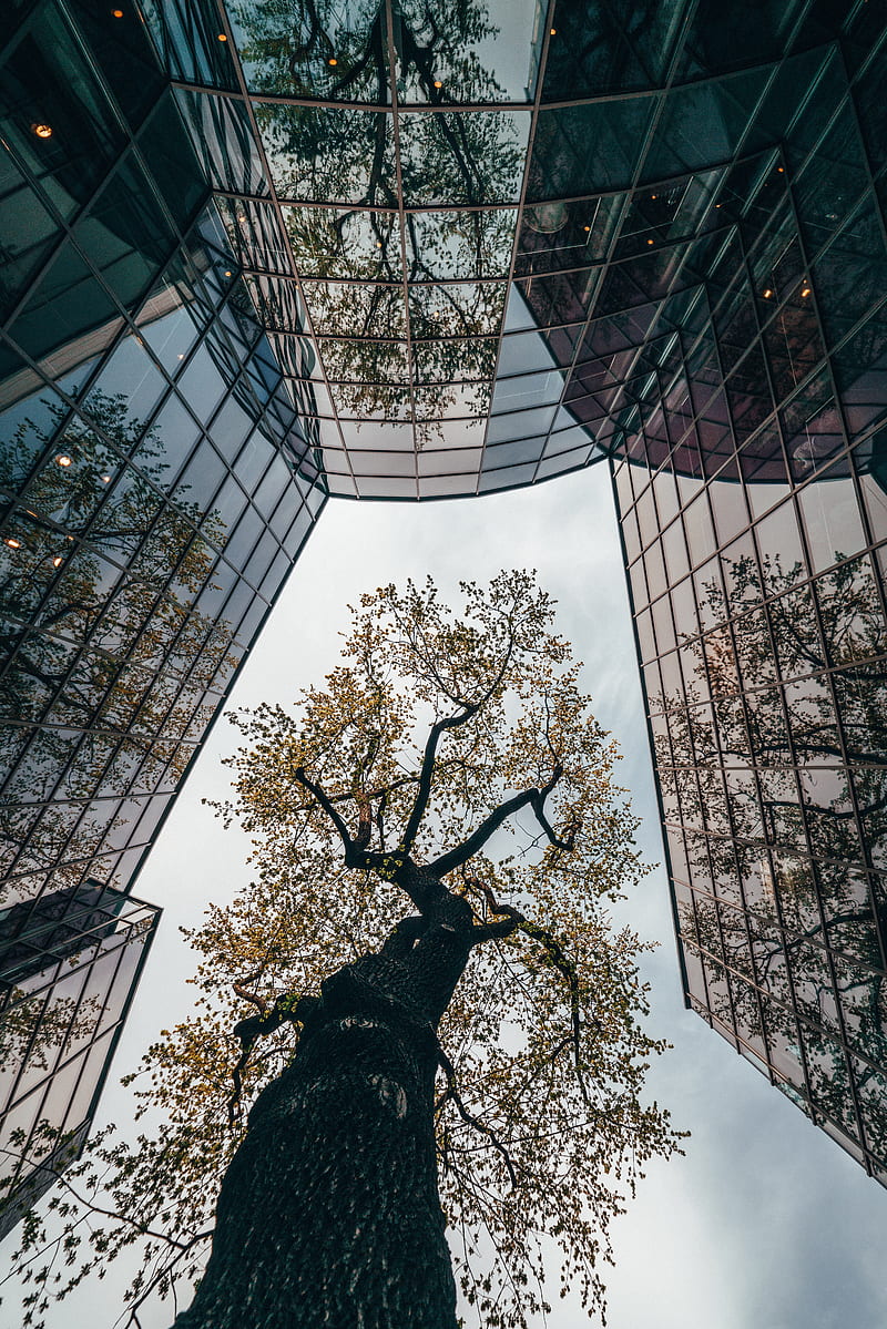 tree, building, reflection, architecture, glass, HD phone wallpaper