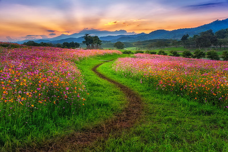 Field of cosmos flower, field, flowers, summer, bonito, sunset, spring, cosmos, road, HD wallpaper
