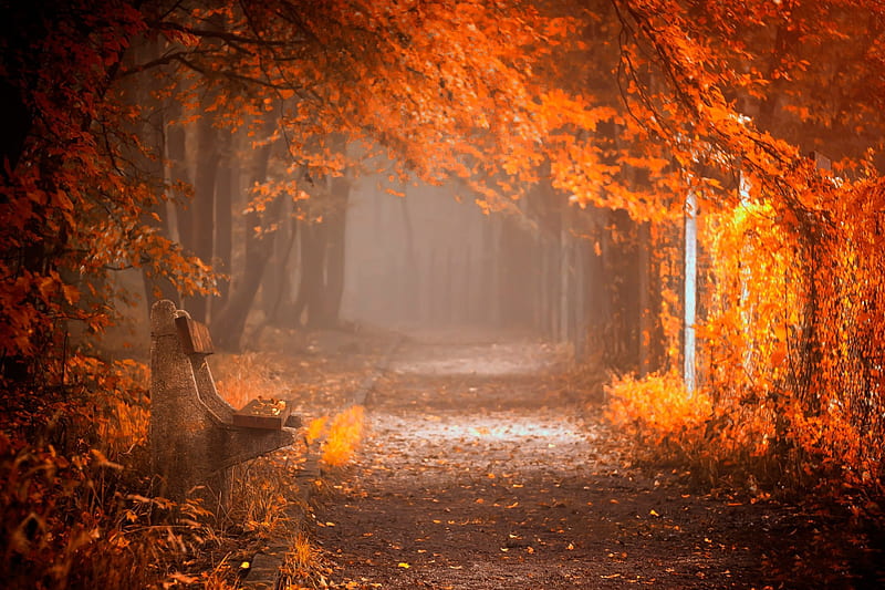 Autumn, forest, fall, woods, bench, leaves, splendor, autumn splendor, path, nature, road, HD wallpaper