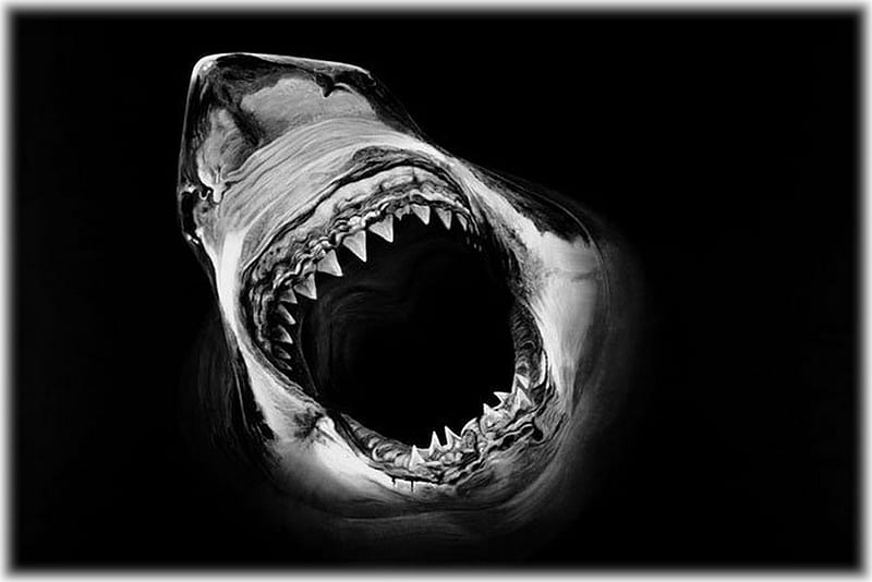 Shark Bite, cruent, shark, bite, black, sea, HD wallpaper