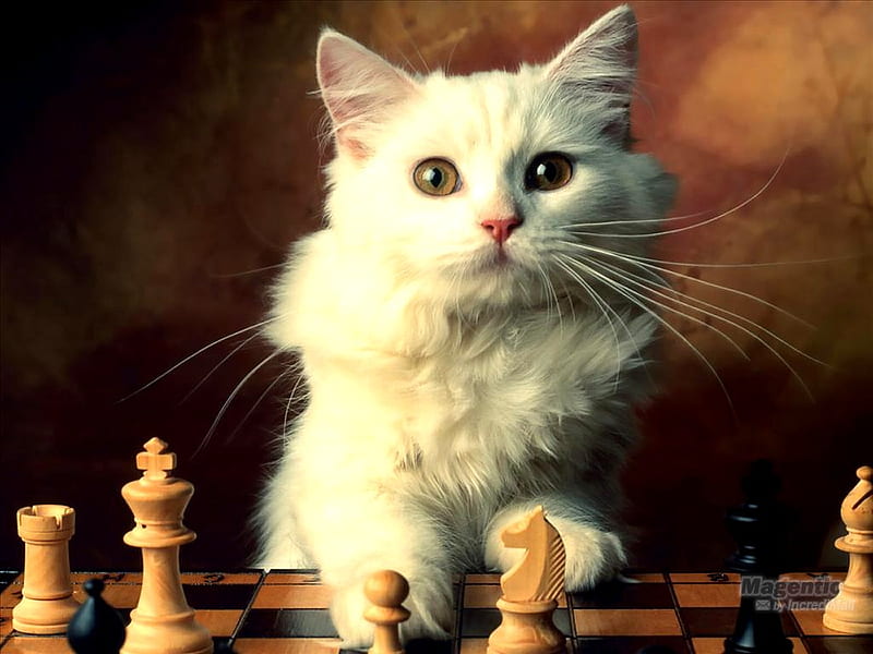 Let's play chess, cute, kitty, nature, cat, kitten, chess, animal, HD wallpaper