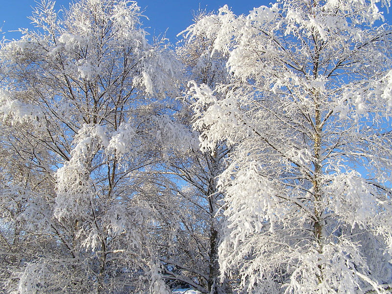 Frosted Trees, birch, bonito, trees, graphs, winter, frost, HD ...