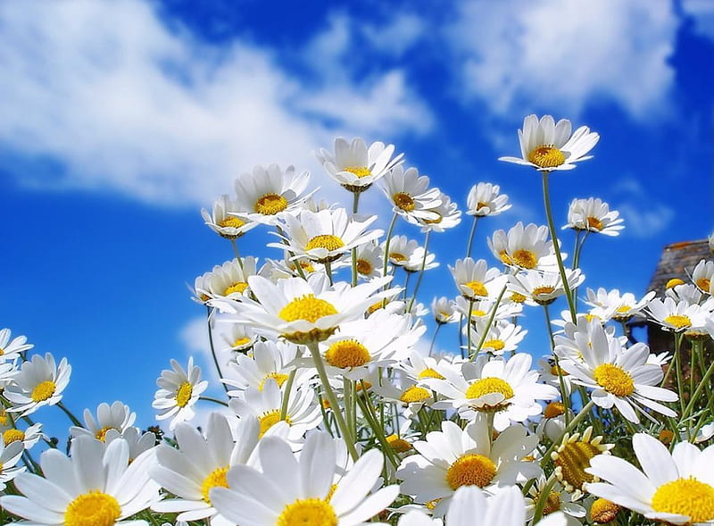 LOOKING SKYWARD, daisies, flowers, gardens, blossoms, whites, clouds, sky, asters, HD wallpaper