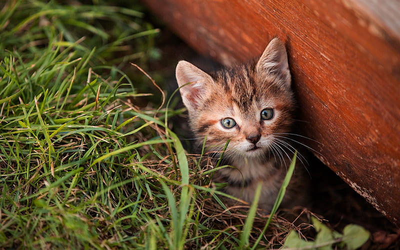 small cute kitten, green grass, cats, American Wirehair, cute animals, pets, HD wallpaper