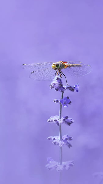 HD purple dragonfly wallpapers | Peakpx