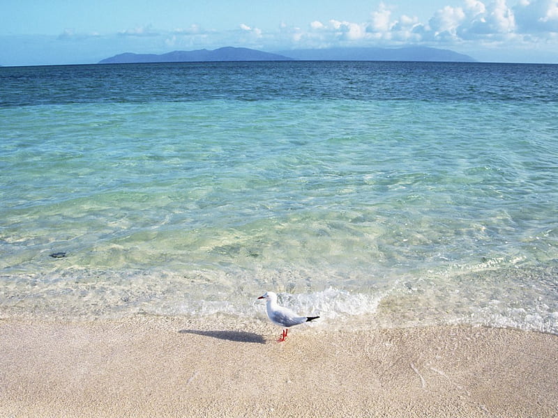 A sea gull on the beach, beaches, nature, seagulls, sea, blue, HD wallpaper
