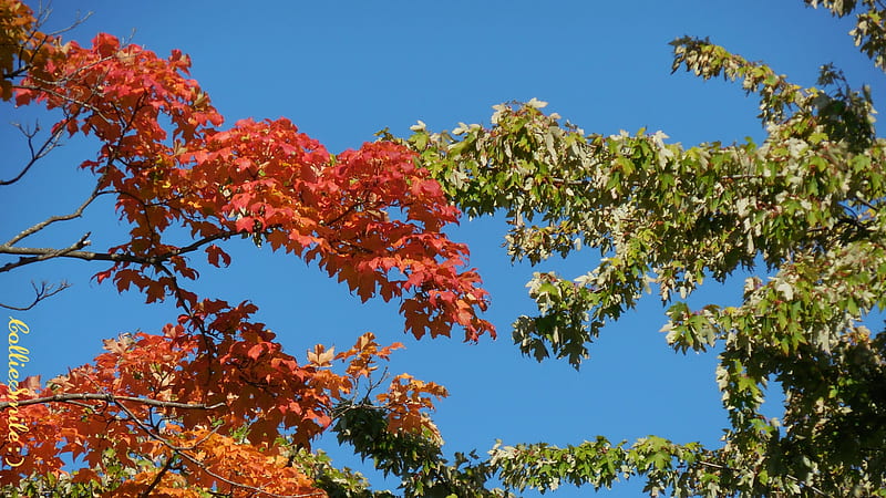 Just Getting Started: Leaf Wars! (*), red, colorful, scarlet, branch, leaves, green, color, fa11, cie1, golden, colors, trees, silver maple, leaf, tree, sugar maple, blue sky, golden yellow, Autumn, branches, HD wallpaper