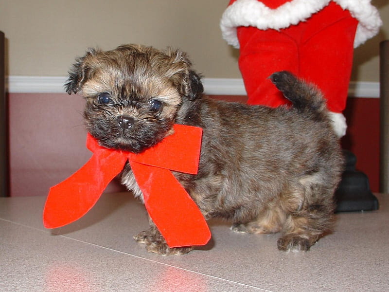 Puppy, red, bow, little, HD wallpaper | Peakpx