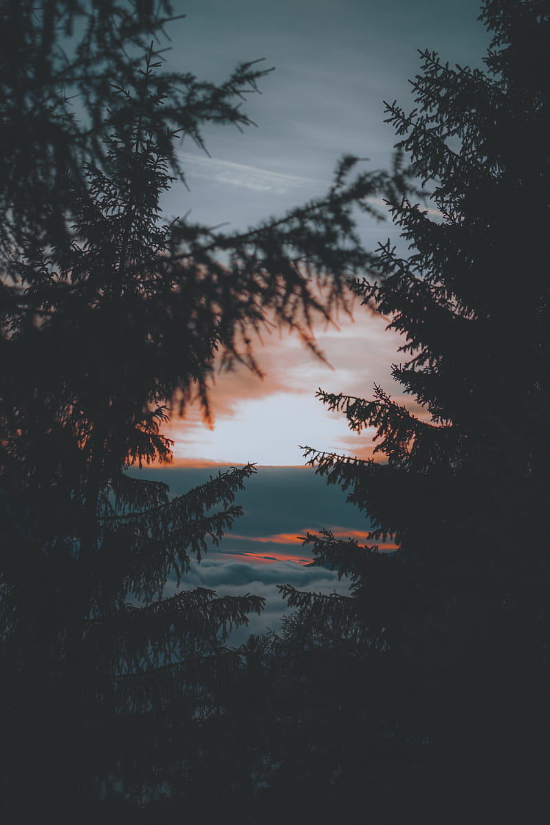 trees, sunset, twilight, dark, landscape, HD phone wallpaper