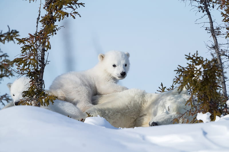 Bears, Polar Bear, Baby Animal, Cub, Snow, Winter, HD wallpaper