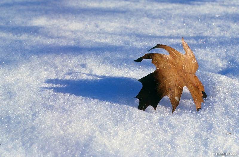 Oak leaf on snow, nature, snow, winter, leaf, HD wallpaper